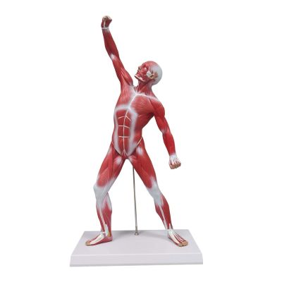 20" Miniature Muscle Model Human Torso Anatomy Model Superficial Structure Visualizing Human Model for Medical Teaching Teaching molds