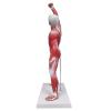 20" Miniature Muscle Model Human Torso Anatomy Model Superficial Structure Visualizing Human Model for Medical Teaching Teaching molds view 3