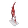 20" Miniature Muscle Model Human Torso Anatomy Model Superficial Structure Visualizing Human Model for Medical Teaching Teaching molds view 4