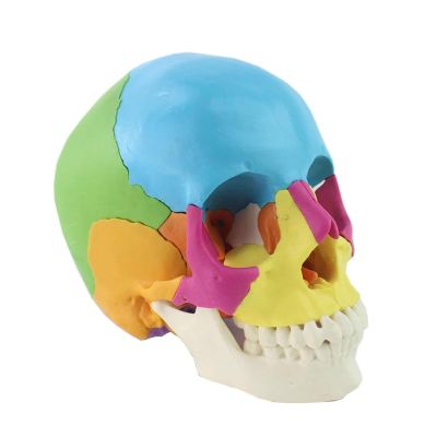 1:1 Life Size Human Skull Model Removable 22 Pc Colorful Skull Anatomy Model Human Skeleton for Learning Teaching Or Display Teaching molds