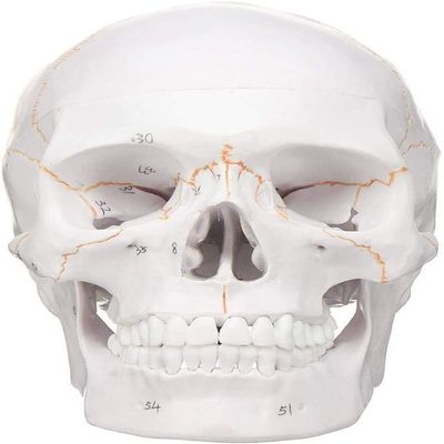 00 Human Anatomy Accurate Teaching Life Size Skull Skull Skull 1:1 School Medical Model Adult Head Medical Model Anatomy Biology