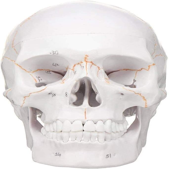 00 Human Anatomy Accurate Teaching Life Size Skull Skull Skull 1:1 School Medical Model Adult Head Medical Model Anatomy Biology