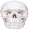 00 Human Anatomy Accurate Teaching Life Size Skull Skull Skull 1:1 School Medical Model Adult Head Medical Model Anatomy Biology view 1