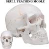00 Human Anatomy Accurate Teaching Life Size Skull Skull Skull 1:1 School Medical Model Adult Head Medical Model Anatomy Biology view 2