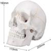 00 Human Anatomy Accurate Teaching Life Size Skull Skull Skull 1:1 School Medical Model Adult Head Medical Model Anatomy Biology view 3