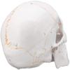 00 Human Anatomy Accurate Teaching Life Size Skull Skull Skull 1:1 School Medical Model Adult Head Medical Model Anatomy Biology view 4