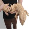19.7-inch large 3D printed lizard model, hinged 3D printed chameleon crawling animal, a 3D printed toy with movable jointsStress Relief, Fidget restlessness, ADHD Toys, Surprise Fantasy Gifts (khaki) view 2