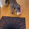 2025 Muti-Design 3D Hole Rug - Dog Gets Scared of 3D Carpet, Rug That Looks Like a Hole, Optical Illusion Rugs, Funny 3D Carpet to Prank, Test & Play with Your Dog or Cat (#5 80*120cm(31.49*47.24in)) view 4