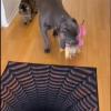 2025 Muti-Design 3D Hole Rug - Dog Gets Scared of 3D Carpet, Rug That Looks Like a Hole, Optical Illusion Rugs, Funny 3D Carpet to Prank, Test & Play with Your Dog or Cat (#4 50*80cm(19.68*31.49in)) view 4