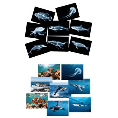 16 Animal X-Ray Set, Educational Science Kit for Kids to Explore Bone Structures for Lightstand Accessories, Light and Shadow Areas (Ocean Series)