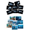 16 Animal X-Ray Set, Educational Science Kit for Kids to Explore Bone Structures for Lightstand Accessories, Light and Shadow Areas (Ocean Series) view 1