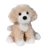 Darcy Golden Doodle view 1