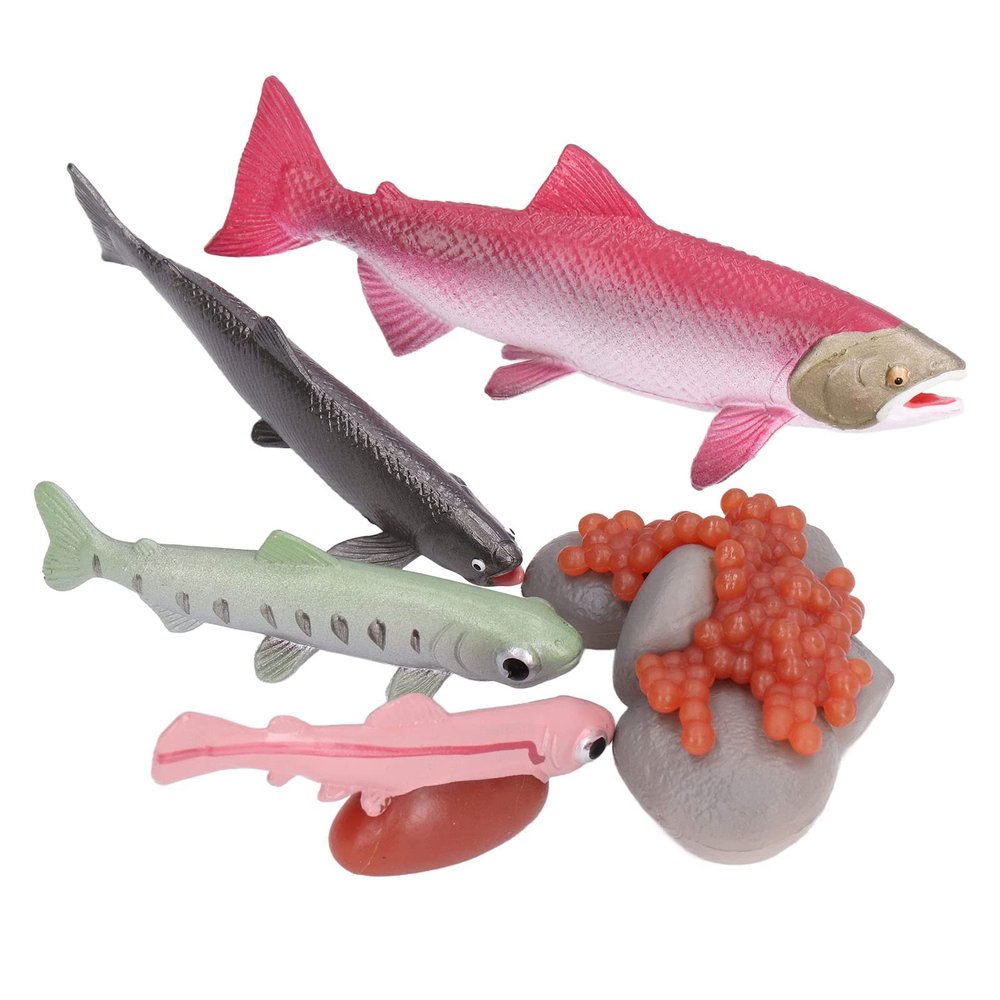 GOWENIC Vivid Growth Cycle Model for Sea Animals Material, Educational Toys for Children Over 3 Years Old