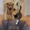 3D Hole Rug - 2026 New Optical Illusion Rug Hole, Dog Gets Scared of 3D Carpet, Rug That Looks Like a Hole, Funny 3D Carpet to Prank, Test & Play with Your Dog or Cat (11-(31.49 * 47.24in)) view 3