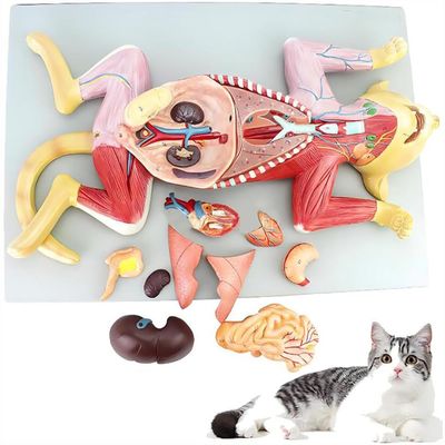 4D Cat Anatomy Model,Detachable 10 Parts Animal Organ Anatomy Model,Pet Visceral Muscles Teaching Model,Learning Display and Collectibles
