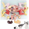 4D Cat Anatomy Model,Detachable 10 Parts Animal Organ Anatomy Model,Pet Visceral Muscles Teaching Model,Learning Display and Collectibles view 1