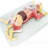 4D Cat Anatomy Model,Detachable 10 Parts Animal Organ Anatomy Model,Pet Visceral Muscles Teaching Model,Learning Display and Collectibles view 2