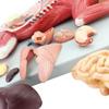 4D Cat Anatomy Model,Detachable 10 Parts Animal Organ Anatomy Model,Pet Visceral Muscles Teaching Model,Learning Display and Collectibles view 3