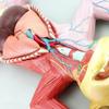 4D Cat Anatomy Model,Detachable 10 Parts Animal Organ Anatomy Model,Pet Visceral Muscles Teaching Model,Learning Display and Collectibles view 4