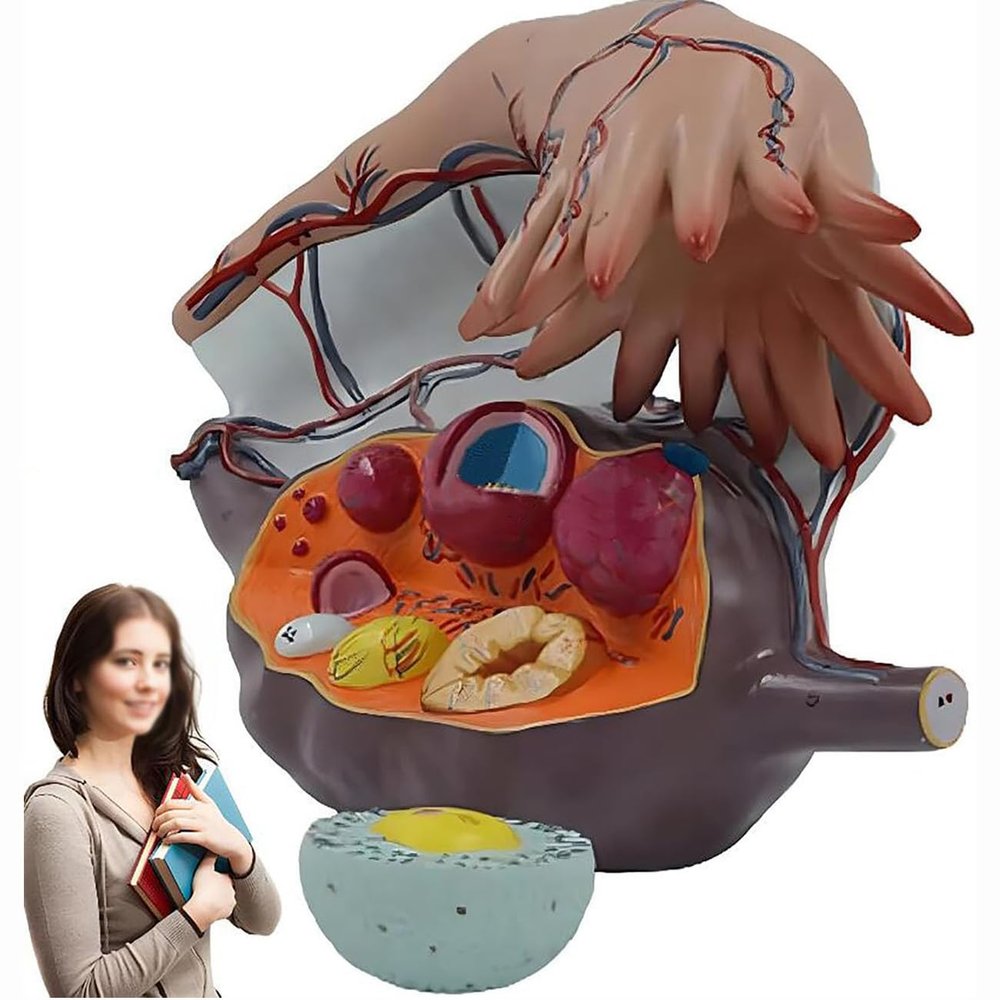 5X Magnified Female Uterus and Ovary Model,Realistic Female Reproductive System Anatomical Model,for Education Study Or Teaching,33X23X22Cm