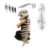 2026 New Silly Dino Plush, Dinosaur Skeleton Costume, Spine Extension and Sound Effects for Theme Parties (Gray 45.2 in) view 1