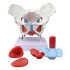 1:1 Life-Size Female Pelvic Model, Pelvis Floor Muscles And Uterus Anatomy Model With Removable Organs,Human Skeleton Science Education Teaching Model view 1