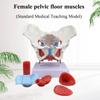 1:1 Life-Size Female Pelvic Model, Pelvis Floor Muscles And Uterus Anatomy Model With Removable Organs,Human Skeleton Science Education Teaching Model view 2