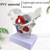 1:1 Life-Size Female Pelvic Model, Pelvis Floor Muscles And Uterus Anatomy Model With Removable Organs,Human Skeleton Science Education Teaching Model view 3