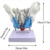 1:1 Life-Size Female Pelvic Model, Pelvis Floor Muscles And Uterus Anatomy Model With Removable Organs,Human Skeleton Science Education Teaching Model view 4