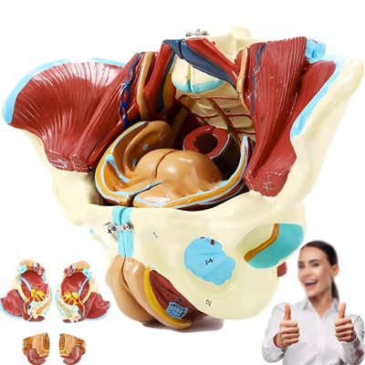 1:1 Life Size Female Pelvis Model,Reproductive System Anatomical Model With 4 Removable Parts,for Science Education Study Or Teaching