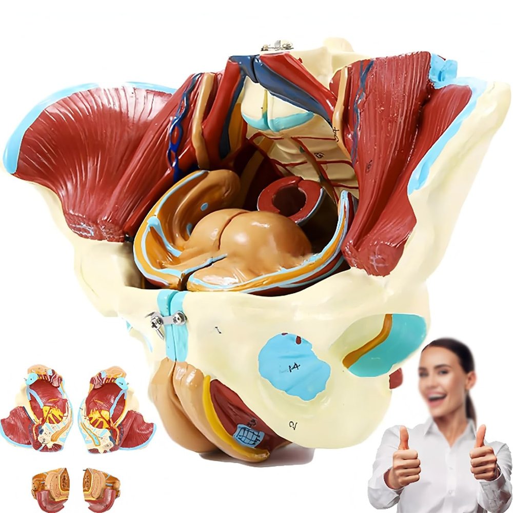 1:1 Life Size Female Pelvis Model,Reproductive System Anatomical Model With 4 Removable Parts,for Science Education Study Or Teaching