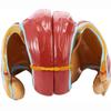 1:1 Life Size Female Pelvis Model,Reproductive System Anatomical Model With 4 Removable Parts,for Science Education Study Or Teaching view 2