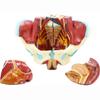 1:1 Life Size Female Pelvis Model,Reproductive System Anatomical Model With 4 Removable Parts,for Science Education Study Or Teaching view 3