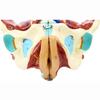 1:1 Life Size Female Pelvis Model,Reproductive System Anatomical Model With 4 Removable Parts,for Science Education Study Or Teaching view 4