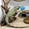 DIYUQISHI 10-Pack Bearded Dragon Enrichment Toys Interactive Balls Set for Reptiles Play Explore Hide view 4