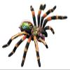 4D Vision Spider Anatomy ModelsRemovable 33 Parts Organs and Body Parts Medical Teaching Modelfor Study Diaplay Teaching,Animal Anatomical Model view 2