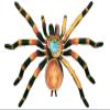 4D Vision Spider Anatomy ModelsRemovable 33 Parts Organs and Body Parts Medical Teaching Modelfor Study Diaplay Teaching,Animal Anatomical Model view 3