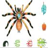 4D Vision Spider Anatomy ModelsRemovable 33 Parts Organs and Body Parts Medical Teaching Modelfor Study Diaplay Teaching,Animal Anatomical Model view 4