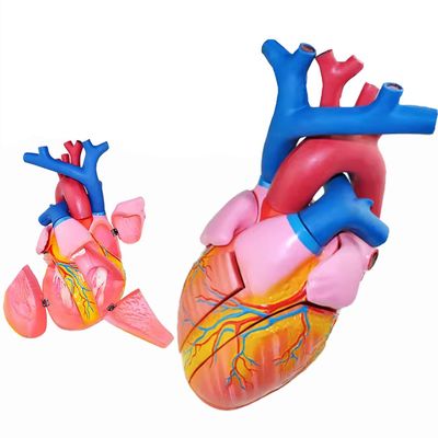 5X Magnification Heart Model,Scientific Human Heart Anatomy Model,Heart Anatomical Study Model,3422Cm