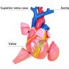 5X Magnification Heart Model,Scientific Human Heart Anatomy Model,Heart Anatomical Study Model,3422Cm view 2