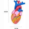 5X Magnification Heart Model,Scientific Human Heart Anatomy Model,Heart Anatomical Study Model,3422Cm view 3