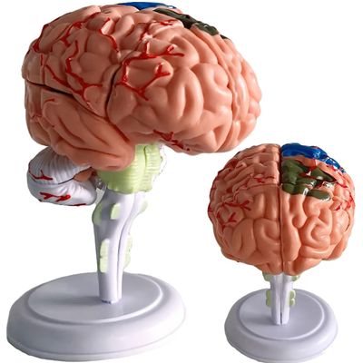 4D Human Brain Anatomy Model,31 Pieces Assembly Brain Replica Kit,Human Organ Anatomy Model,for Learning Display Identify Brain Functions