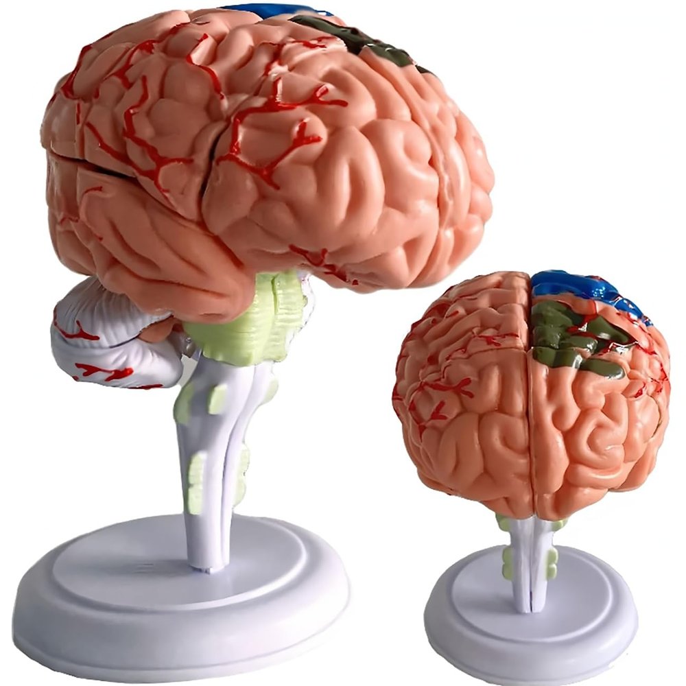 4D Human Brain Anatomy Model,31 Pieces Assembly Brain Replica Kit,Human Organ Anatomy Model,for Learning Display Identify Brain Functions