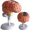 4D Human Brain Anatomy Model,31 Pieces Assembly Brain Replica Kit,Human Organ Anatomy Model,for Learning Display Identify Brain Functions view 1