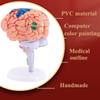 4D Human Brain Anatomy Model,31 Pieces Assembly Brain Replica Kit,Human Organ Anatomy Model,for Learning Display Identify Brain Functions view 2