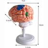 4D Human Brain Anatomy Model,31 Pieces Assembly Brain Replica Kit,Human Organ Anatomy Model,for Learning Display Identify Brain Functions view 3