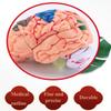4D Human Brain Anatomy Model,31 Pieces Assembly Brain Replica Kit,Human Organ Anatomy Model,for Learning Display Identify Brain Functions view 4