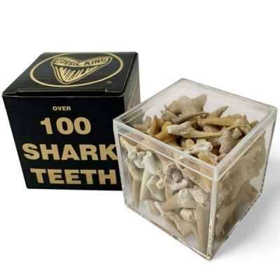 100 Real Fossilized Shark Teeth  Authentic Prehistoric Fossils with Acrylic Display Box  STEM Geology & Science Kit for Kids and Collectors  Fossil King