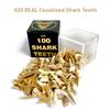 100 Real Fossilized Shark Teeth  Authentic Prehistoric Fossils with Acrylic Display Box  STEM Geology & Science Kit for Kids and Collectors  Fossil King view 2