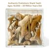 100 Real Fossilized Shark Teeth  Authentic Prehistoric Fossils with Acrylic Display Box  STEM Geology & Science Kit for Kids and Collectors  Fossil King view 3